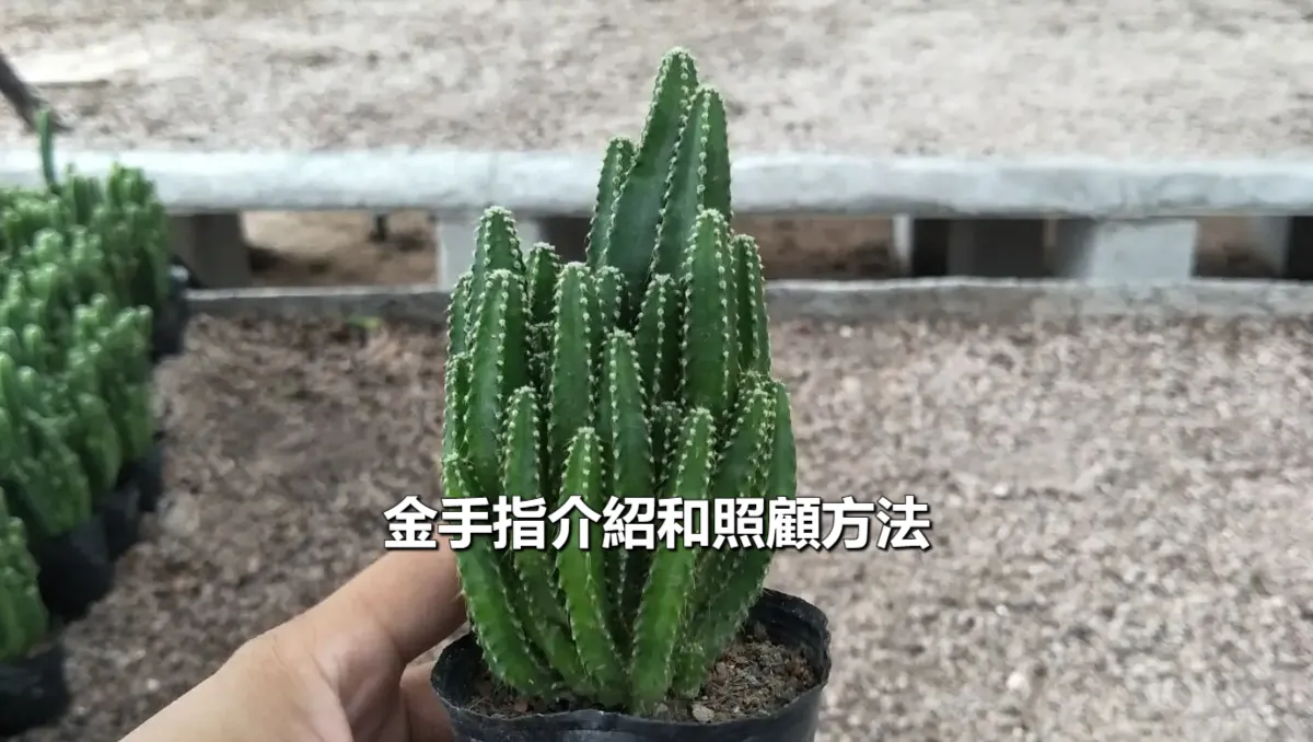 金手指介紹和照顧方法