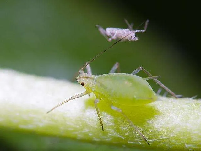 多肉夏天怎麼防蟲攻略——蚜蟲