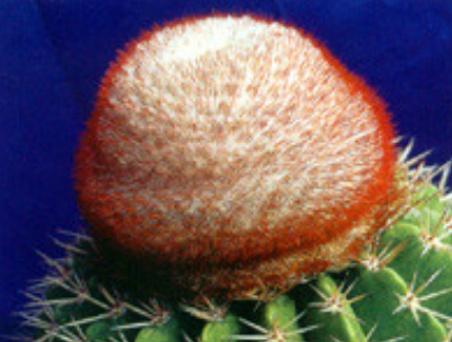 赫雲（Melocactus macrocanthus）